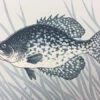 Black Crappie (Pomoxis Nigromaculatus) - 2015 Justin Santora Poster Art Print -Soldout Posters 1 93ca16d6 0644 453c ac47 05167723f915