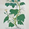 De Historia Stirpium, Basle, 1542 - Heinrich Fullmaurer 1971 Print Vintage New York Botanical Garden