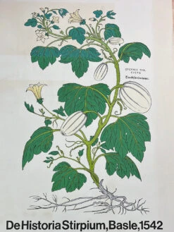De Historia Stirpium, Basle, 1542 - Heinrich Fullmaurer 1971 Print Vintage New York Botanical Garden