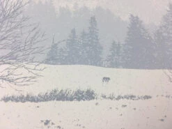 The Call Of The Wild - 2011 Dan McCarthy Poster Art Print -Soldout Posters fff c87bf595 e4a7 4aa8 a29d 73420921e694