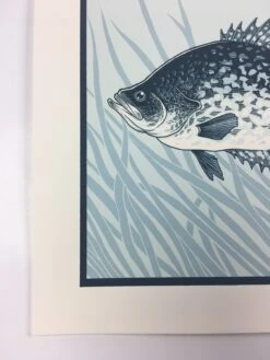 Black Crappie (Pomoxis Nigromaculatus) - 2015 Justin Santora Poster Art Print -Soldout Posters image 00063b53 e6f5 4621 9d05 0658aa42cd0b