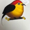 Fat Bird - 2019 Mike Mitchell Poster Wire-tailed Manakin Variant -Soldout Posters image 10fbd60f b2f8 44f6 8f8d 4447307221cf