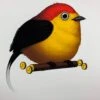 Fat Bird - 2019 Mike Mitchell Poster Wire-tailed Manakin 1st