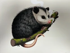 Virginia Opossum - 2018 Mike Mitchell Poster Art Print Variant