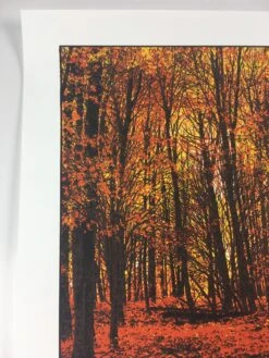 Elder Days - 2010 Dan McCarthy Poster Art Print -Soldout Posters image 66fcc632 f8ba 462c 8e85 4d1b880ff0af