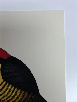 Fat Bird - 2020 Mike Mitchell Poster Yellow Fronted Woodpecker AP -Soldout Posters image 6f3e965e fc19 4efa 9169 26c142fe8466