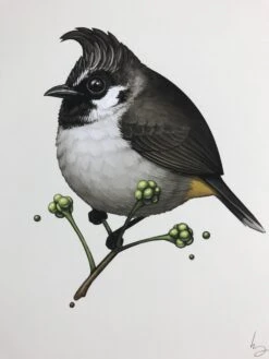 Fat Bird - 2017 Mike Mitchell Poster Himalayan Bulbul