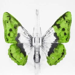 344 - 2014 Ludo Street Artist Butterfly Lithograph Poster